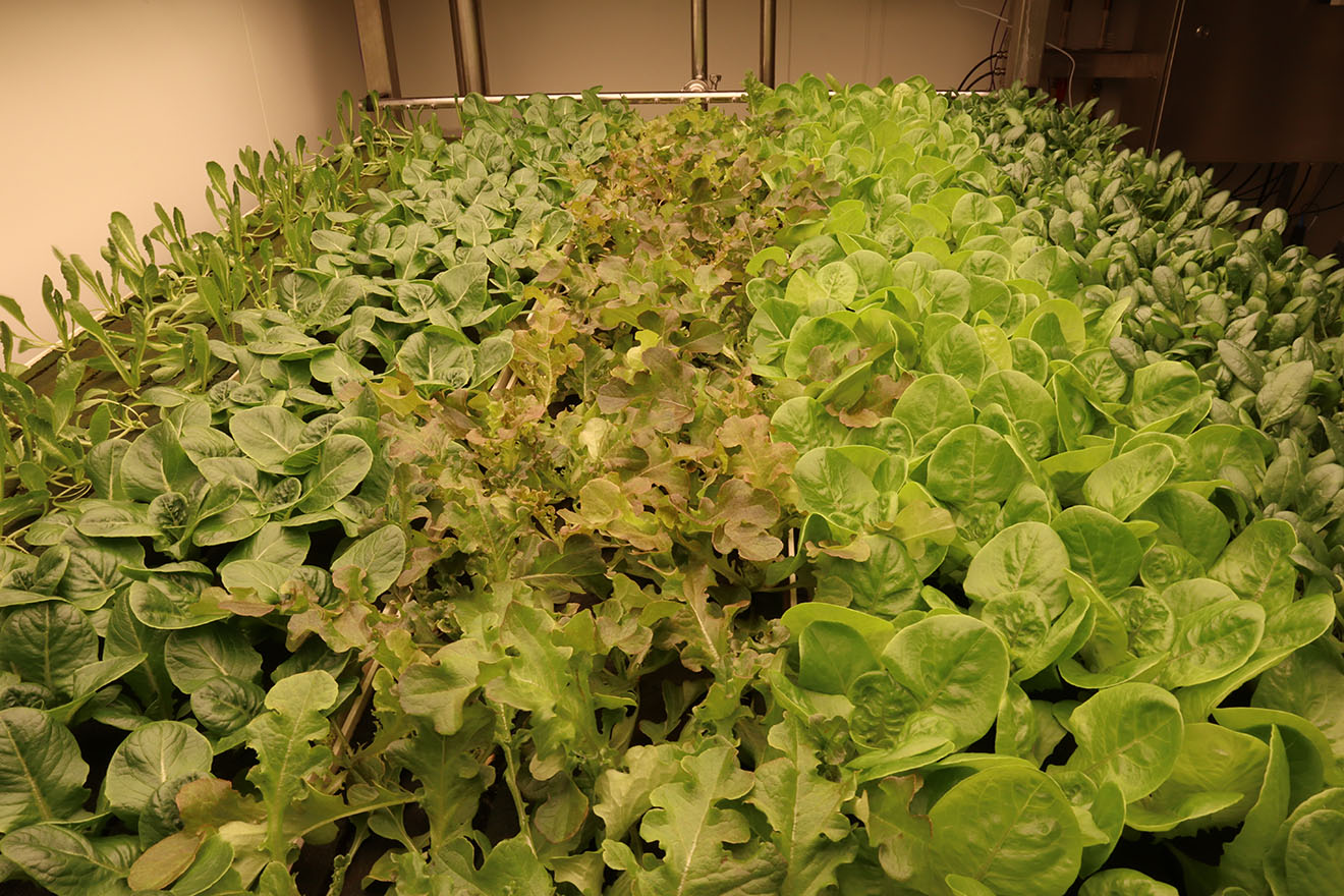 Lettuce grown in an autonomously controlled vertical farm.