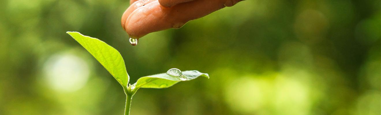 Photo of a hand dripping water onto a small plant seedling