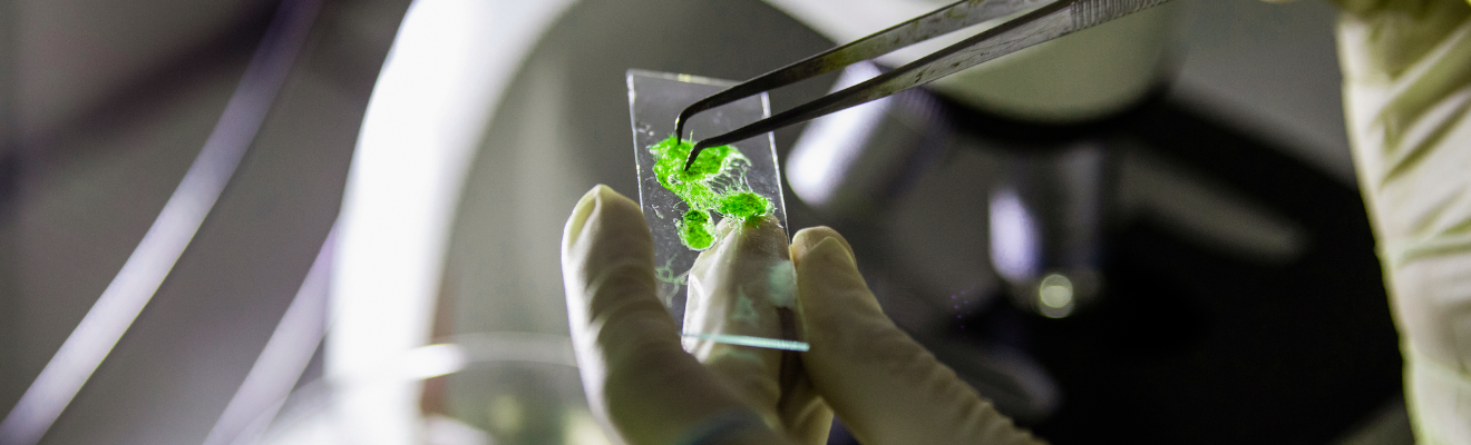 Examining algae in a lab