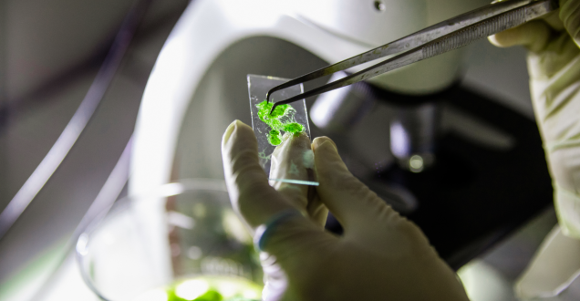 Examining algae in a lab