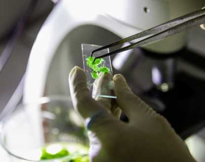 Examining algae in a lab